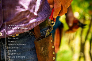 I Vini di WineNews - N. 220