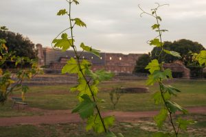 Da Vigna Barberini, la storia del vino nell’antica Roma tra archeologia e viticoltura