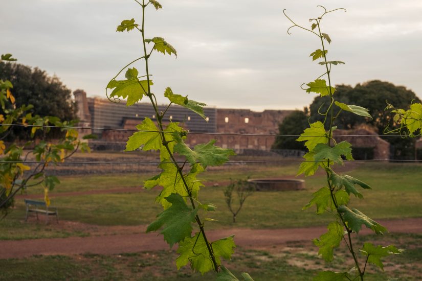Vigna Barberini nel Parco Archeologico del Colosseo 
