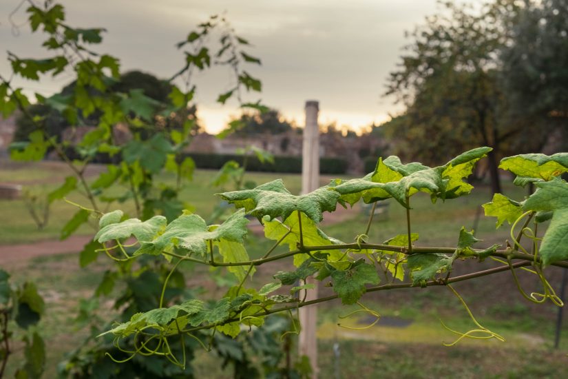 Vigna Barberini nel Parco Archeologico del Colosseo 