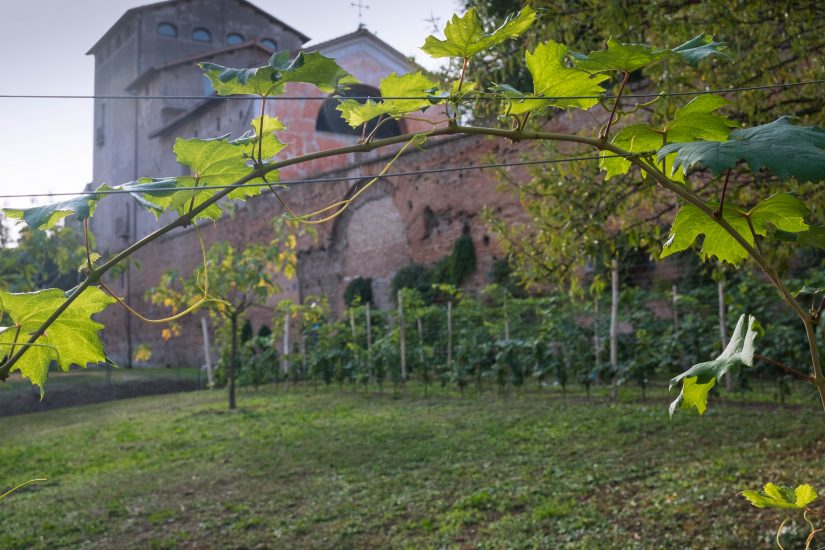 Vigna Barberini nel Parco Archeologico del Colosseo 
