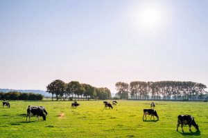 Il mondo non potrà rinunciare alla carne, e la zootecnia guarda ad un futuro sostenibile Il mondo non potrà rinunciare alla carne, e la zootecnia guarda ad un futuro sostenibile