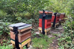 Anche le api di Buckingham Palace avvertite della morte della Regina Elisabetta