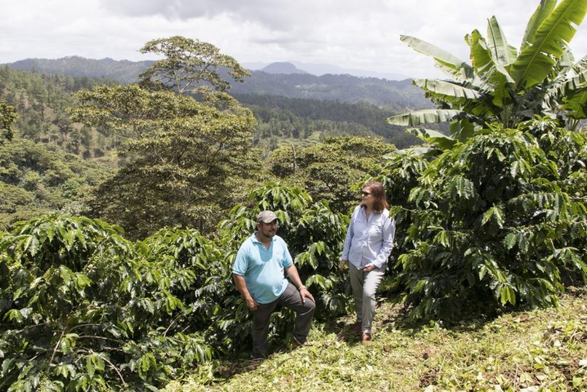 Coltivazione di caffè in Honduras
