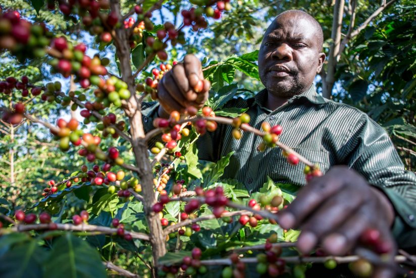Raccolta di caffè in Uganda