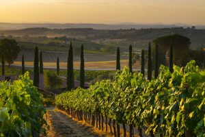 Tenuta Calimaia, il ritorno a Montepulciano dei Marchesi Frescobaldi