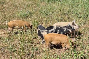 Se in Nuova Zelanda sono le pecore, in Francia, a gestire il verde tra i filari, ecco i maiali
