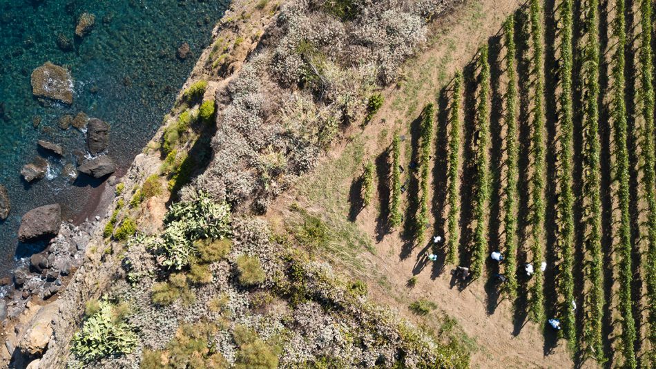 Tenuta Capofaro, una delle cinque Tenute della famiglia Tasca d’Almerita