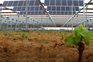 Tra eolico e agrivoltaico, in Francia si infiamma il dibattito sulla transizione energetica Tra eolico e agrivoltaico, in Francia si infiamma il dibattito sulla transizione energetica