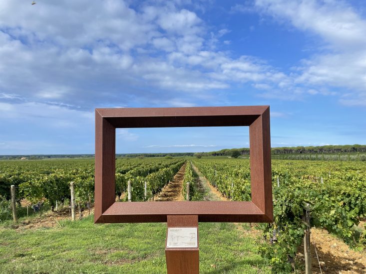 I vigneti de Le Macchiole