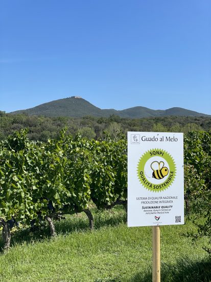 I vigneti di Guado al Melo