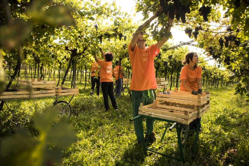 “Festa della Vendemmia” alla Tenuta Canova di Masi Agricola