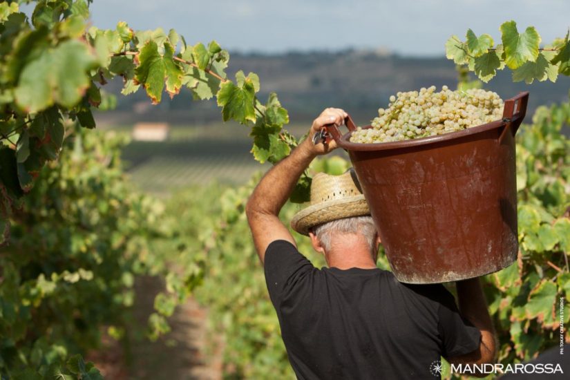 Il “Mandrarossa Vineyard Tour” per vivere la vendemmia a Menfi