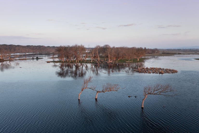 Il “Rifugio Faunistico Padule di Bolgheri” (PH: Mirrordigitalagency_fotodavidebischeri)