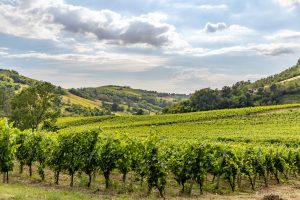 L’Oltrepò punta a una maggior caratterizzazione del territorio, nel segno del Pinot nero