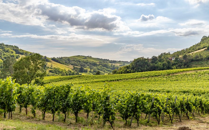 Territorio e degustazioni ad “Oltrepò - Terra di Pinot Nero” (Ph: Edoardo Vaccaroli)