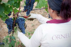 Il futuro dei giovani? Sempre più in agricoltura. La pandemia ha fatto riscoprire le campagne