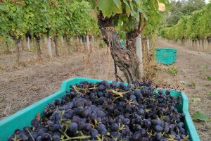 Studiare il rapporto tra varietà e territorio per valorizzare le peculiarità dell’uva