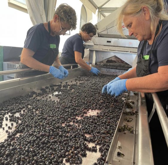 Il tavolo di cernita alla cantina Le Macchiole