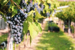 Vendemmia al via in Valpolicella, con ottime premesse. Ma è emergenza vera per la manodopera