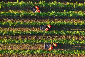 A wine2wine “Il vino alla prova del nove: analisi congiunturale e obiettivi per il settore”