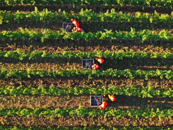 La vendemmia a Poggio al Tesoro (ph: Poggio al Tesoro/F.Muzzi)