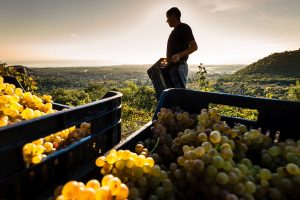 Oiv: la produzione globale di vino 2022 a quota 259,9 milioni di ettolitri. Italia al top