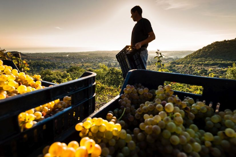 Le previsioni Oiv sulla produzione di vino nel mondo nel 2022