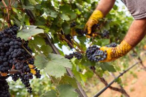 Puglia, tensione sui prezzi delle uve Primitivo. In arrivo provvedimento “svuota cantine”