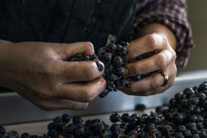 2022, una vendemmia che racconta il cambiamento climatico e anticipa il futuro