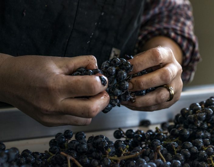 La vendemmia a Guado al Tasso (ph: Guado al Tasso)