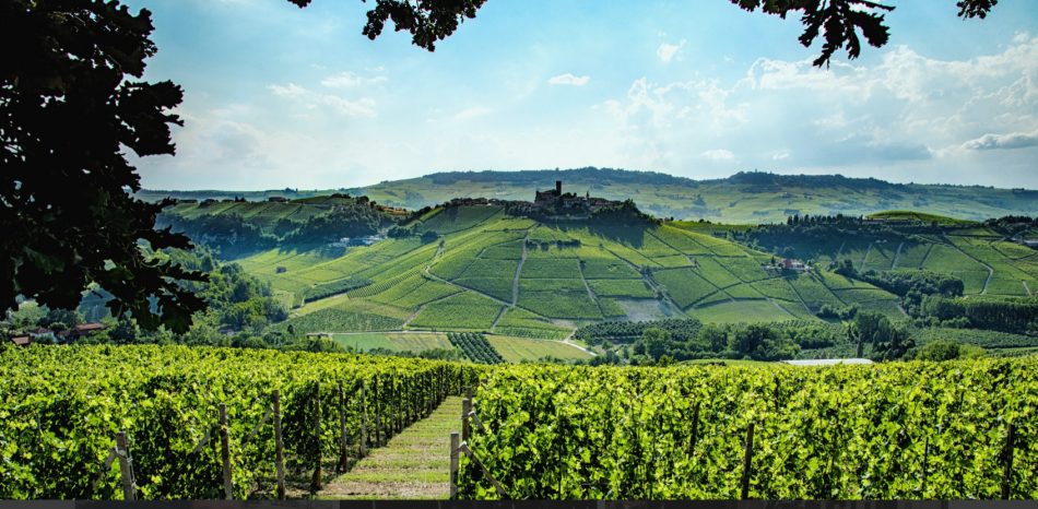 I vigneti di Barolo, i più preziosi in Italia secondo il Crea