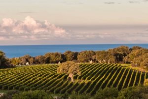 Imprese del vino: i grandi fanno mercato, i piccoli (di grande marchio) al top per “ebitda”