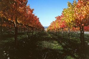 DO reorganization, promoting, wine and health, sustainability: UIV priorities for the new government