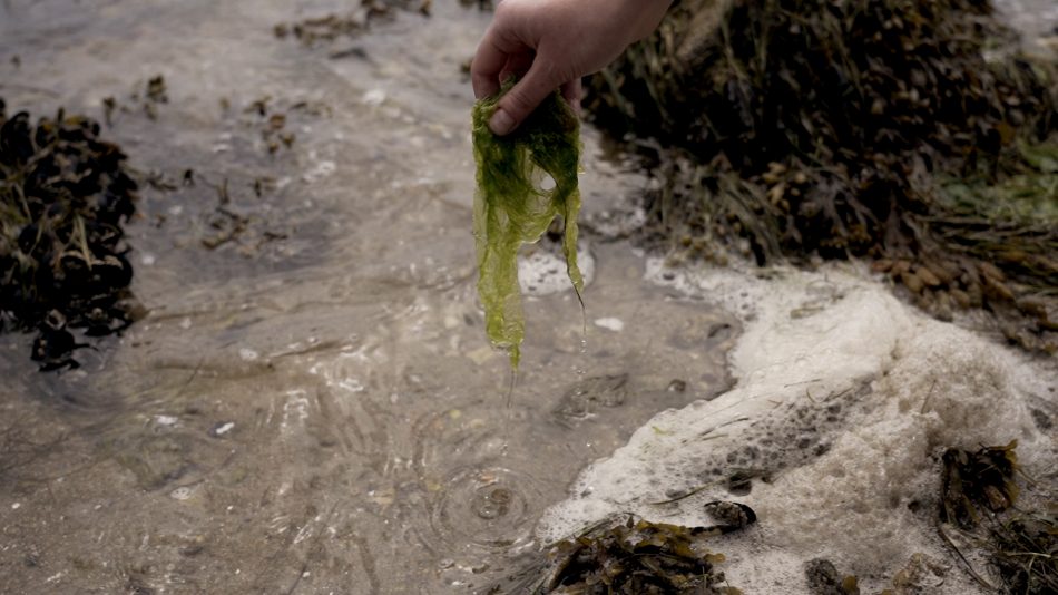 Il progetto Algae, per il consumo dei “vegetali del mare”
