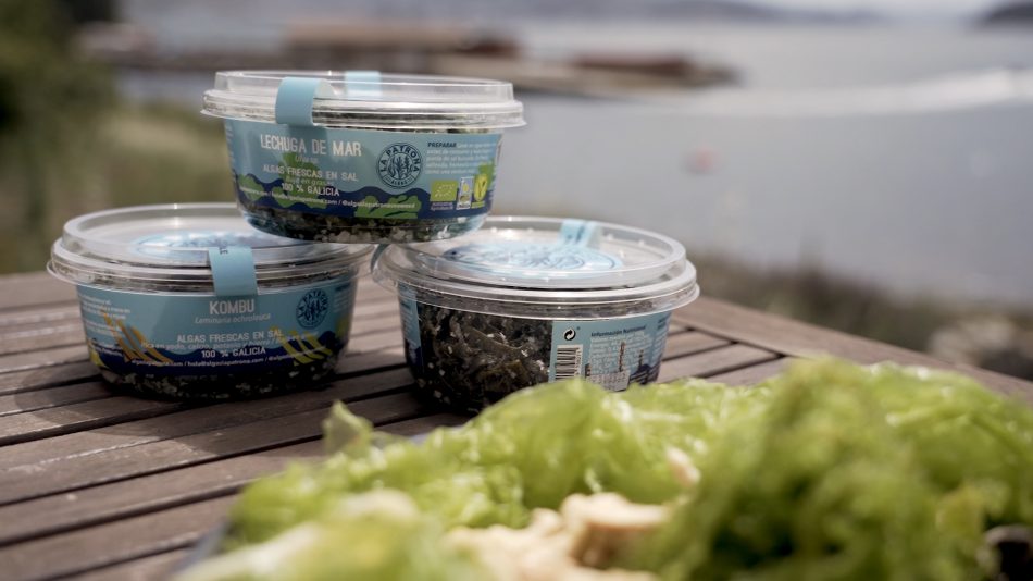 Il progetto Algae, per il consumo dei “vegetali del mare”