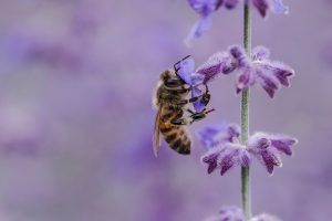 1 milione di firme europee valide per salvare api e agricoltori da &ldquo;Iniziativa dei Cittadini Europei