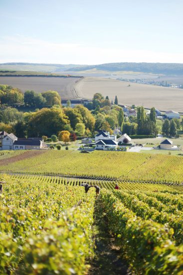 Zero CO2 tra i filari di Champagne