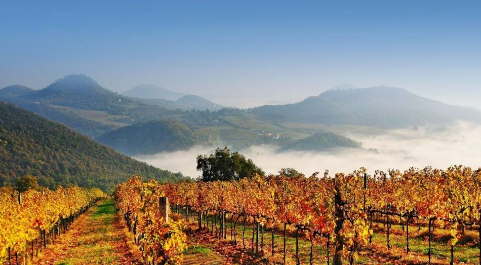 “Rosso Bordò”, l’evento del Consorzio Tutela Vini Colli Euganei