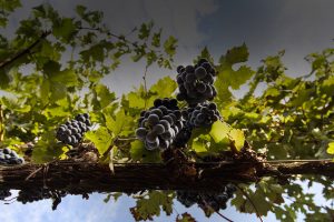 La perfezione di Bolgheri (e un clima che chiede il conto)