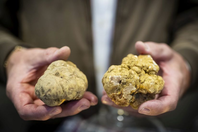 La “Fiera del Tartufo Bianco d’Alba” (ph: G. Perottino/Getty Images)