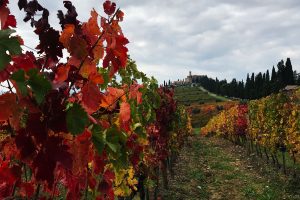 Dopo la vendemmia, i colori del foliage: una tavolozza tra i vigneti e i boschi di Montalcino