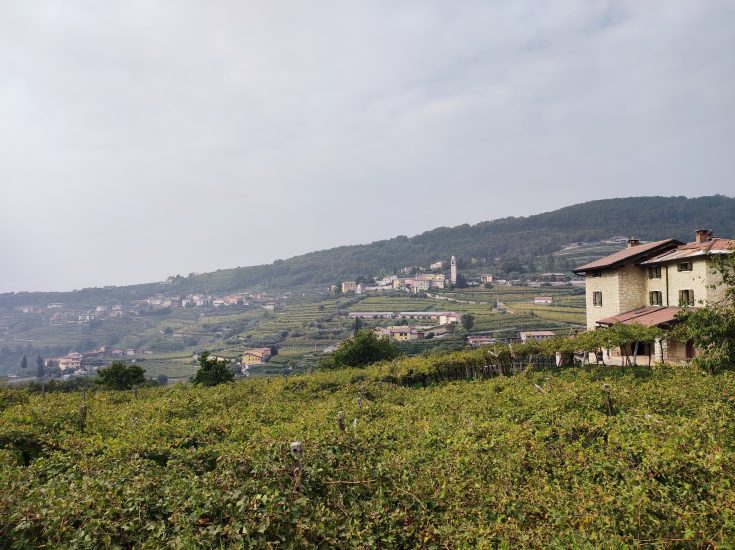 Masi250 - Vigneti di Mazzano con fruttaio e sguardo verso Torbe