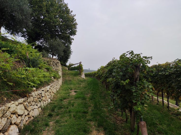 Product, passion, data: Masi’s secret to a great Amarone, the result of ...