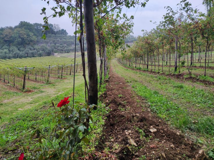 Masi250 - Vigneti a San Ciriaco