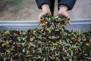 Buona annata per l’olio italiano: produzione a 300.000 tonnellate, in aumento del +21% sul 2024