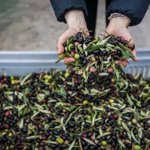 Buona annata per l’olio italiano: produzione a 300.000 tonnellate, in aumento del +21% sul 2024