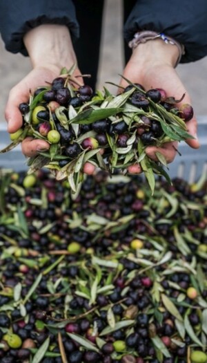 Buona annata per l’olio italiano: produzione a 300.000 tonnellate, in aumento del +21% sul 2024