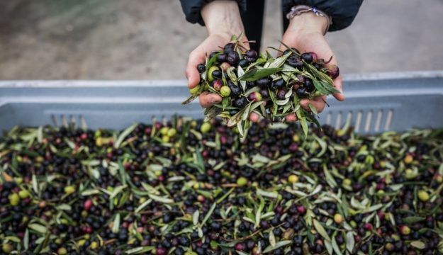 Buona annata per l’olio italiano: produzione a 300.000 tonnellate, in aumento del +21% sul 2024