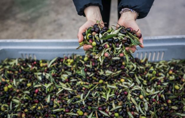 Coldiretti, Confagricoltura, FRODI, ISMEA, OLIO ITALIANO, SPECULAZIONI, ULIVETO ITALIA, UNAPOL, UNAPROL, Non Solo Vino